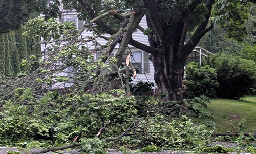 Downed power lines with tree 1 Tree with downed power lines entangled