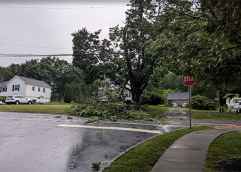 Downed tree and power lines full view.