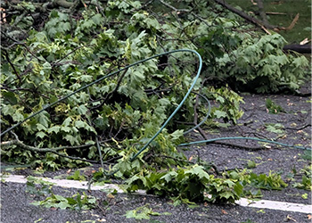 Downed wires entangled in tree.